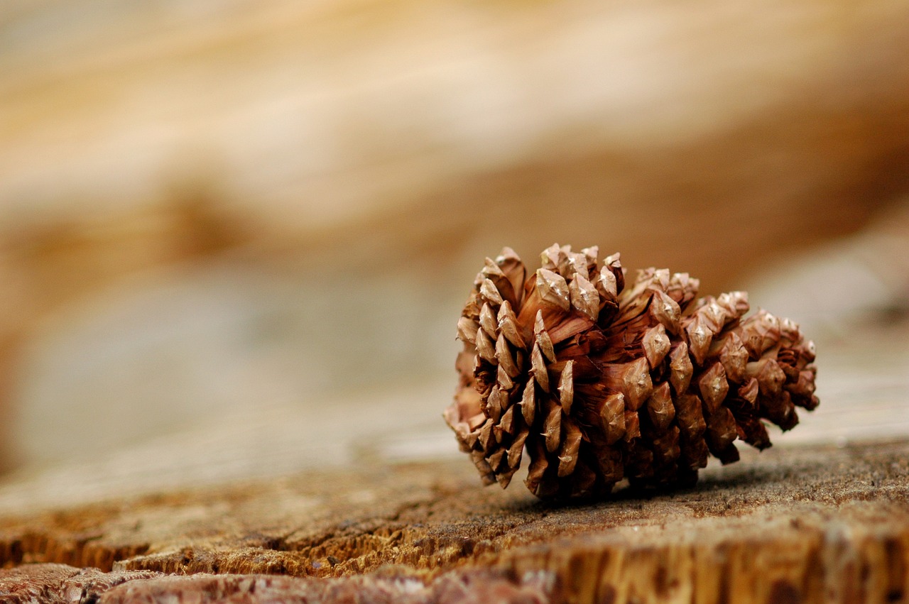 Easy Pine Cone Crafts for Kids